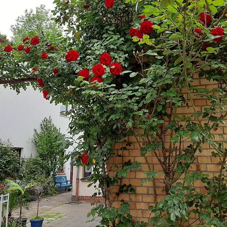 Fewo Rosenbluete Am Stadtpark Wittenberg Exterior photo